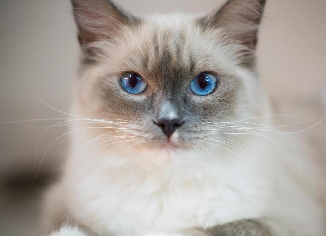 10 самых ласковых и спокойных кошек