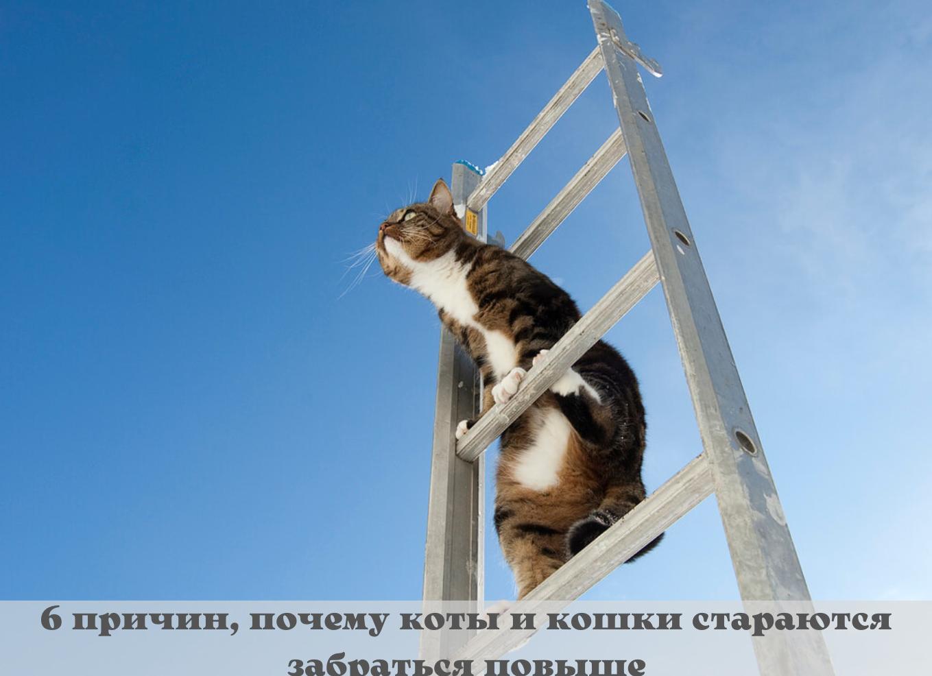 Почему кошки стараются забраться повыше?