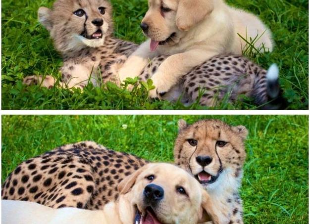 Зачем гепардам нужны собаки эмоциональной поддержки?