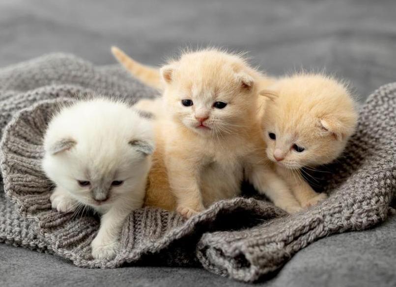 Самые маленькие породы кошек: 8 вечных котят