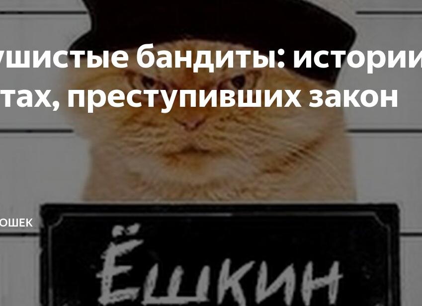 Пушистые бандиты: истории о котах, преступивших закон
