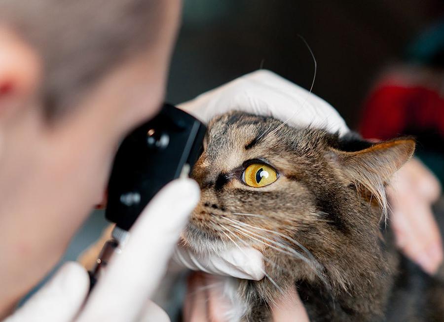 Новое исследование показывает, что кошки помогают детям с аутизмом