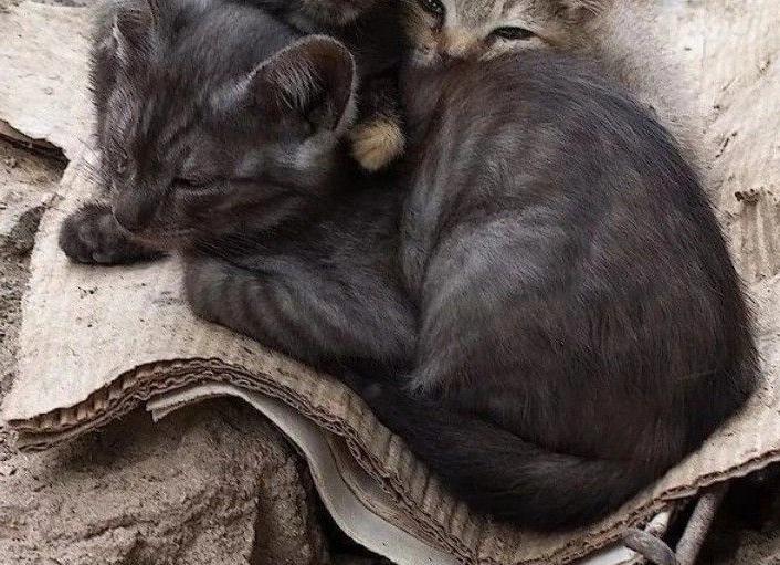 Кошачьи страхи и как с ними бороться?