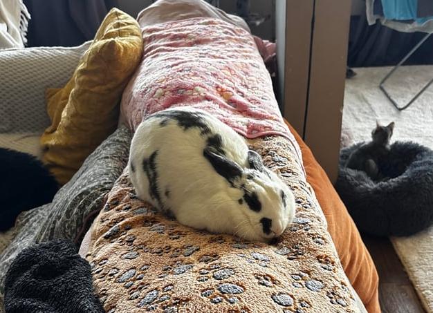 Что, на самом деле, кошки думают о людях?