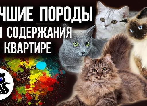 Самые верные кошки: 8 пород, не уступающих собакам