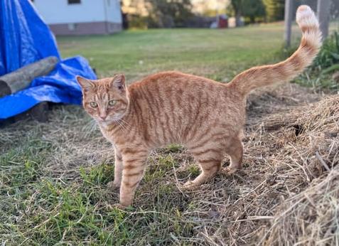 Бездомная кошка подбросила нам котёнка и сбежала, так в семье появился второй кот Ричи