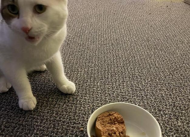 Ваш кот ведет себя беспокойно? Ученые создали специальную успокаивающую мелодию для кошек