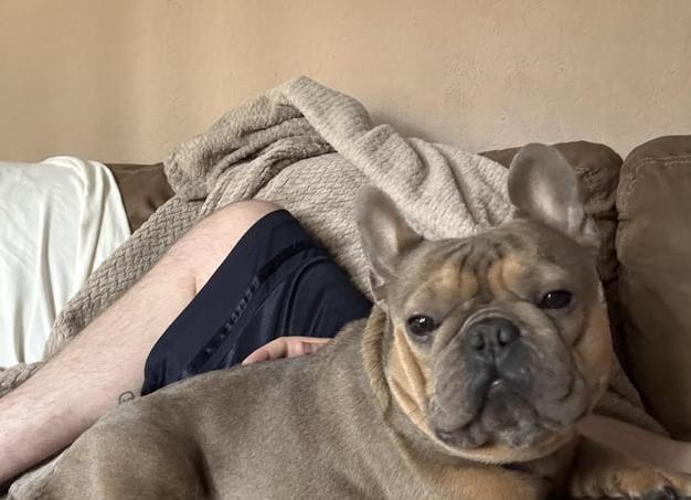 Как русские кошки унаследовали часть французского состояния?