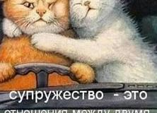 Котики на свадьбах: 16 фотографий из моего личного архива