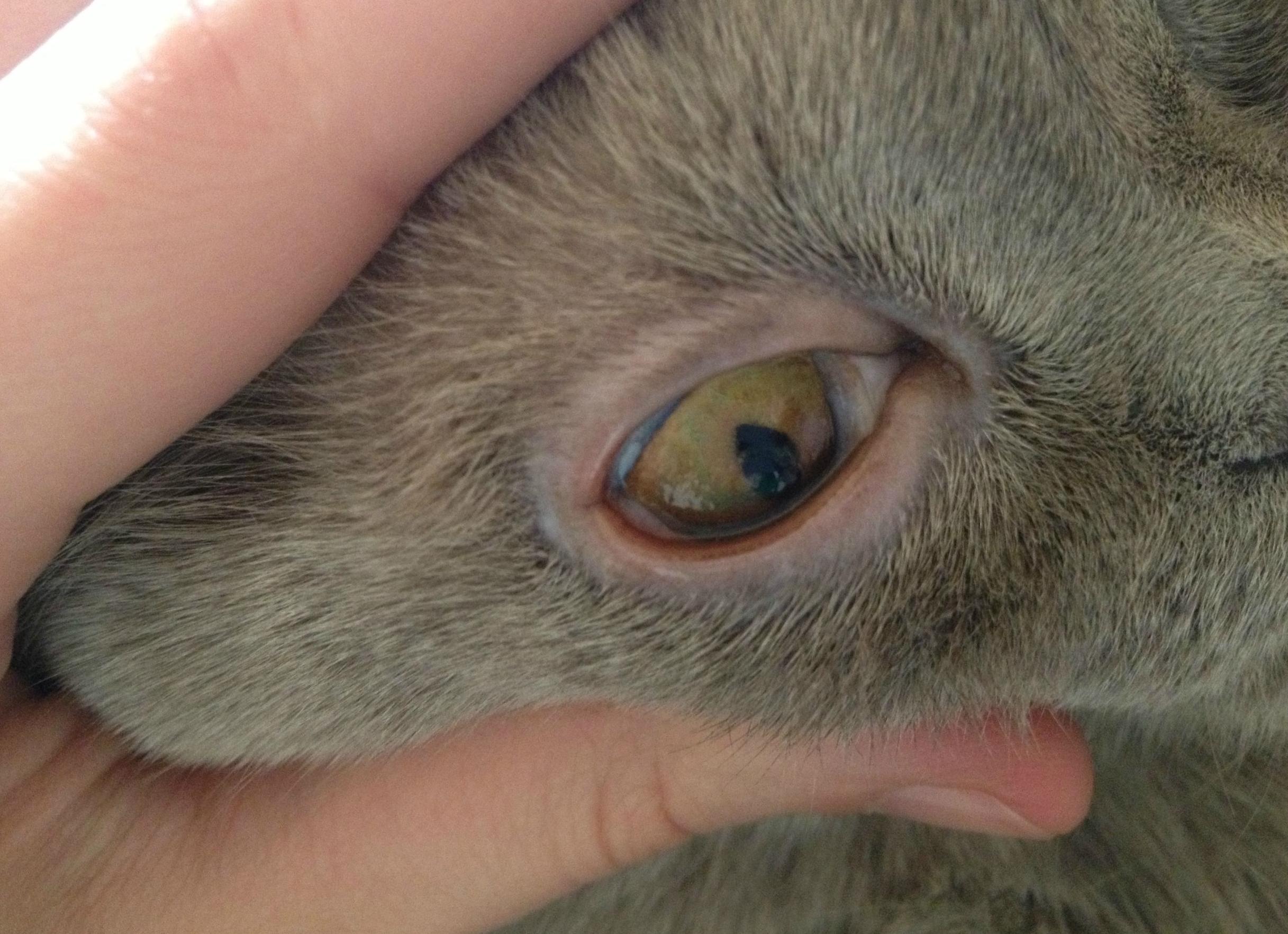 Почему кошки редко моргают?