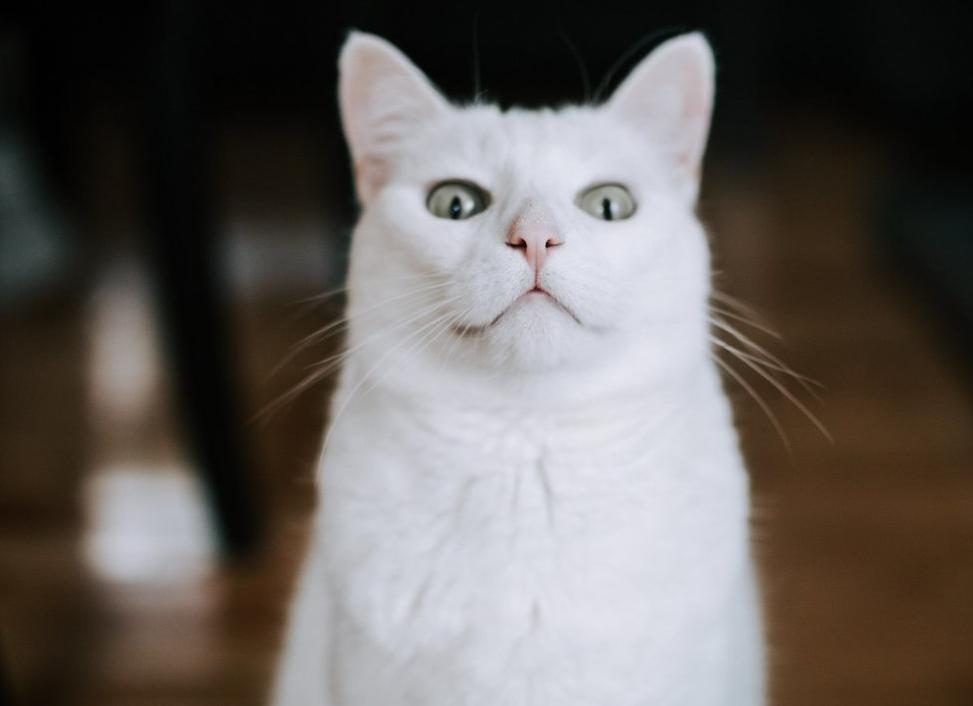 Почему нельзя смотреть в глаза кошке? Мистика и суеверия