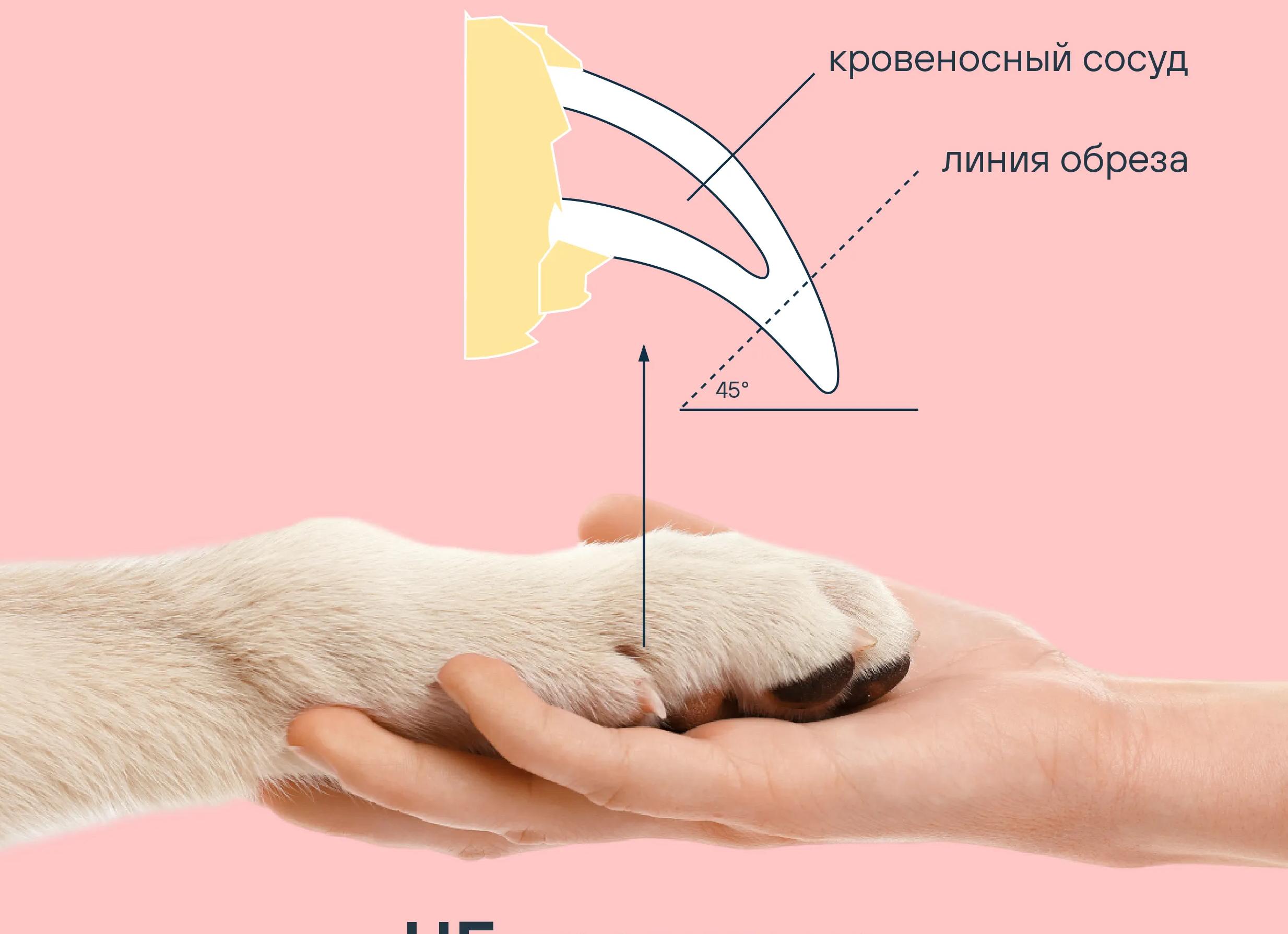 Как и зачем нужно стричь кошачьи когти?