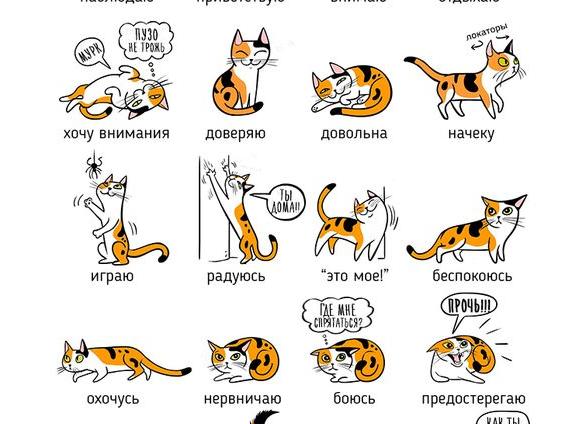 Как понять эмоции кота?