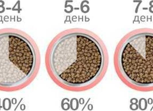 Как правильно перевести кота на другой корм?