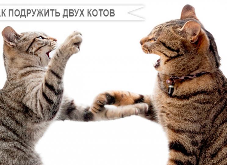 Как подружить двух кошек?