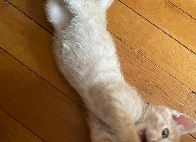 7 пугающих легенд о кошках со всего мира