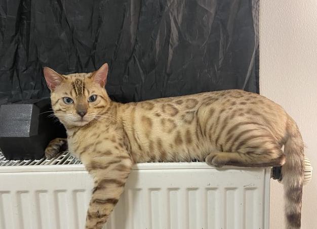 Мой кот — гений маскировки: 5 забавных фотодоказательств