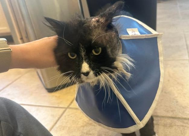 Коты-плохиши или почему питомец хулиганит?