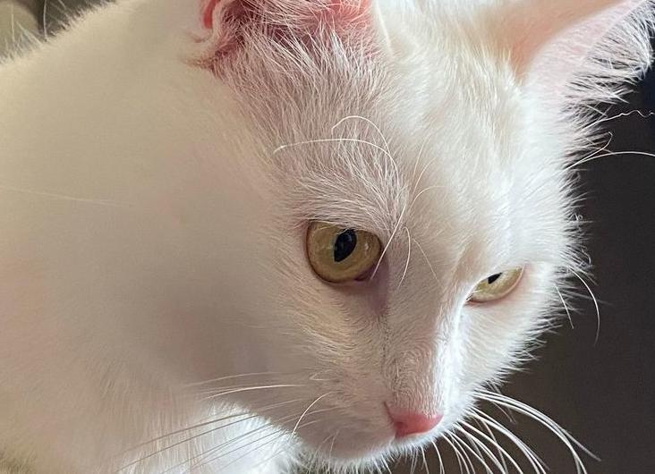 Ожирение у кошек. Как не допустить и как бороться