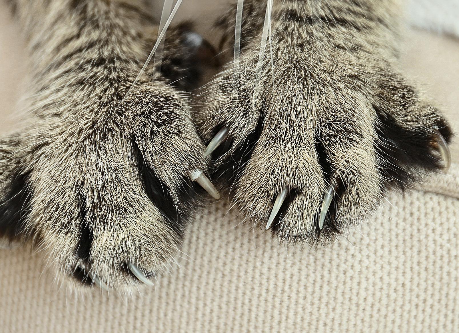 Как отучить кошку драть мебель? 7 советов